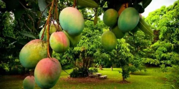 ব্যতিক্রমী আমের জাত সম্প্রসারণে কৃষি উদ্যোক্তারা